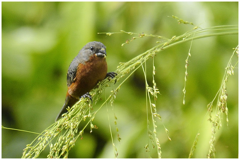 Ruddy-breasted Seedeater male adult