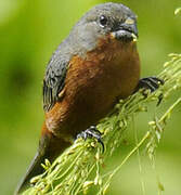 Ruddy-breasted Seedeater