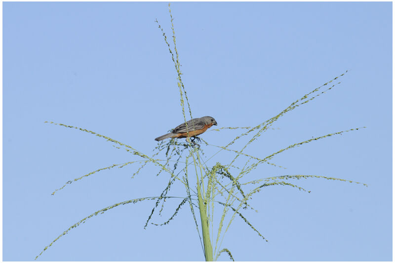 Ruddy-breasted Seedeater male adult