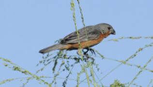 Ruddy-breasted Seedeater