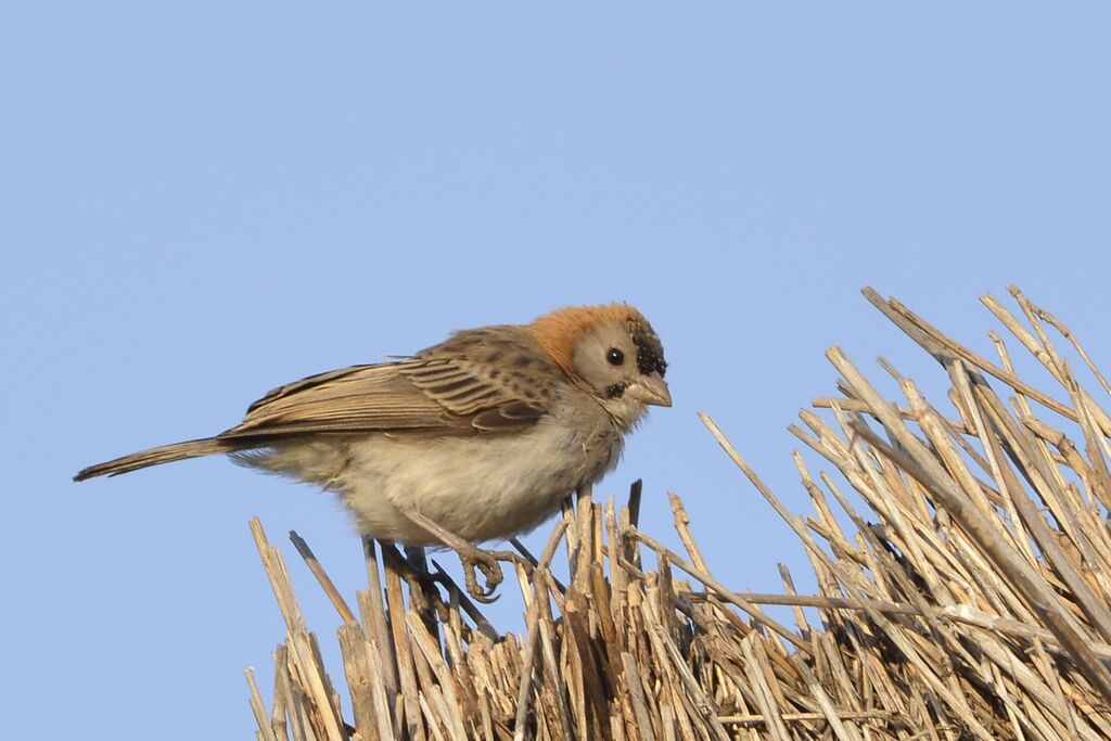 Speckle-fronted Weaveradult