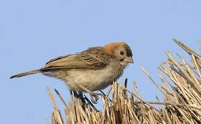 Speckle-fronted Weaver