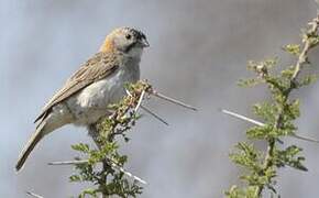 Speckle-fronted Weaver