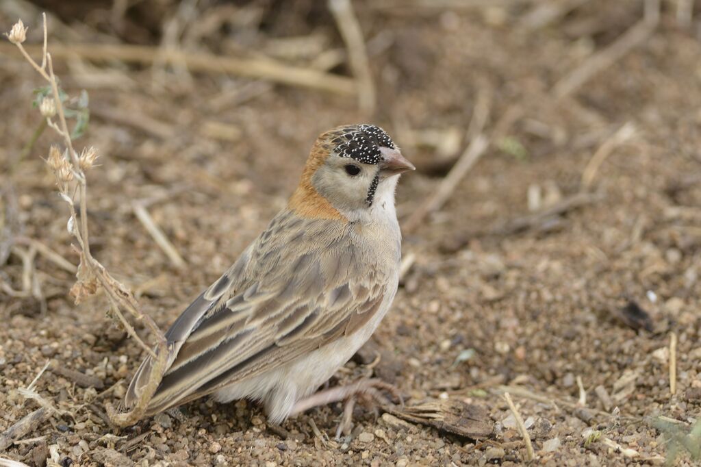 Speckle-fronted Weaver