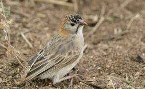 Speckle-fronted Weaver