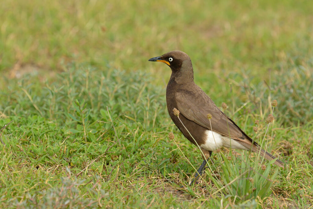 Pied Starlingadult