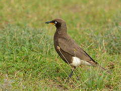 Pied Starling