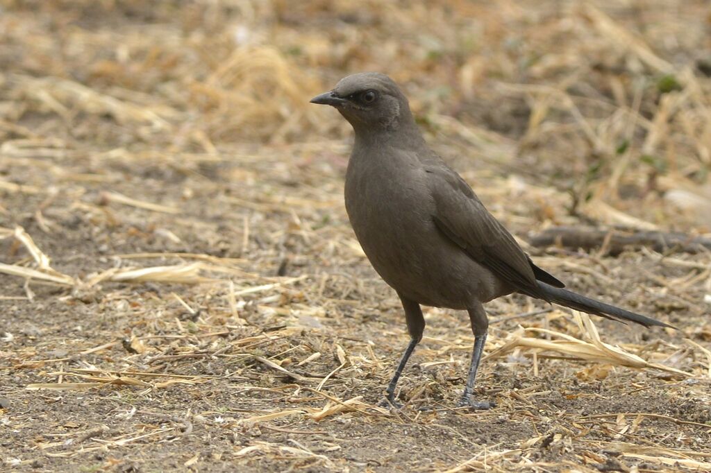 Ashy Starling