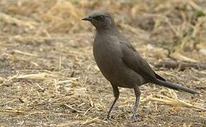 Ashy Starling