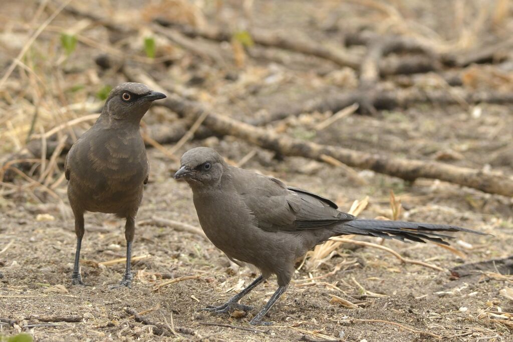 Ashy Starling