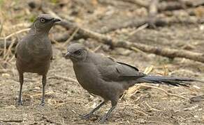 Ashy Starling