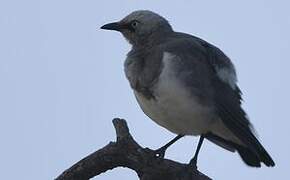 Fischer's Starling