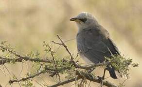 Fischer's Starling