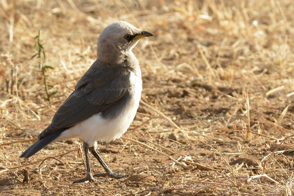 Fischer's Starlingimmature