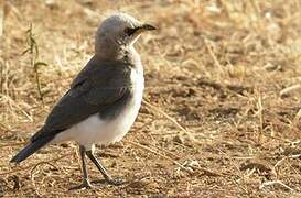 Fischer's Starling