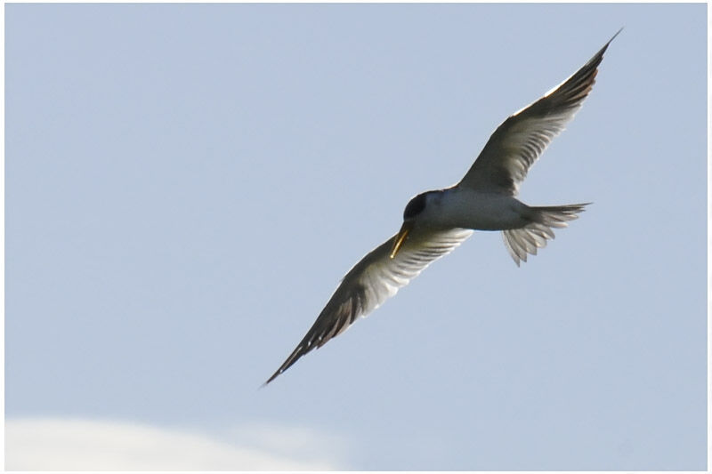 Large-billed Ternadult breeding