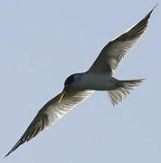 Large-billed Tern