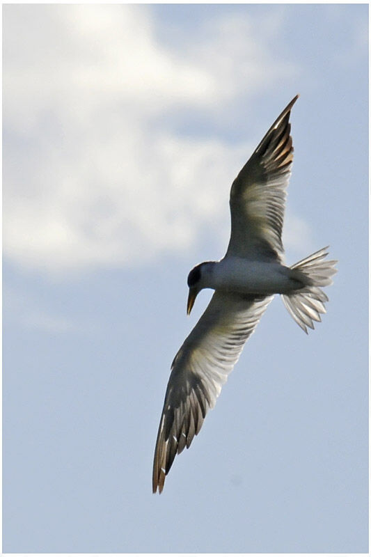 Large-billed Ternadult breeding