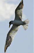 Large-billed Tern