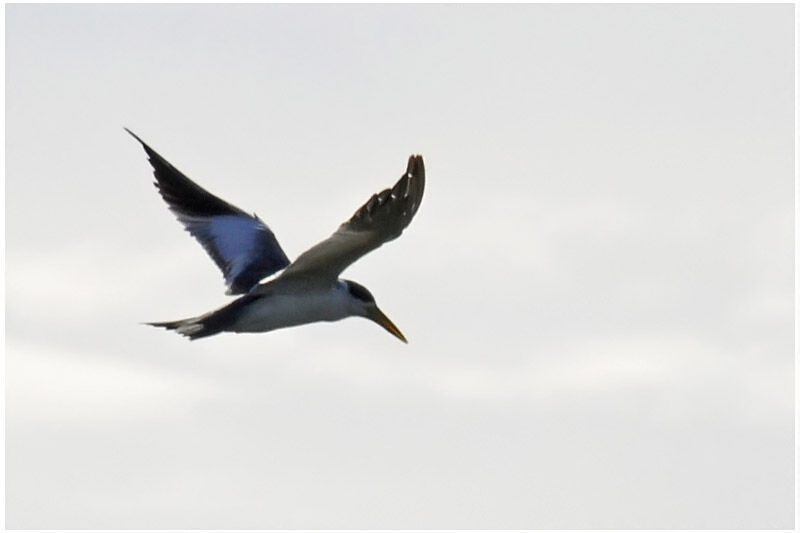 Large-billed Ternadult breeding