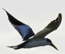 Large-billed Tern