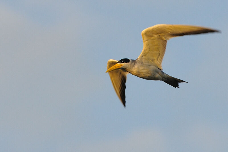 Large-billed Ternadult