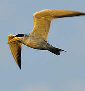 Large-billed Tern