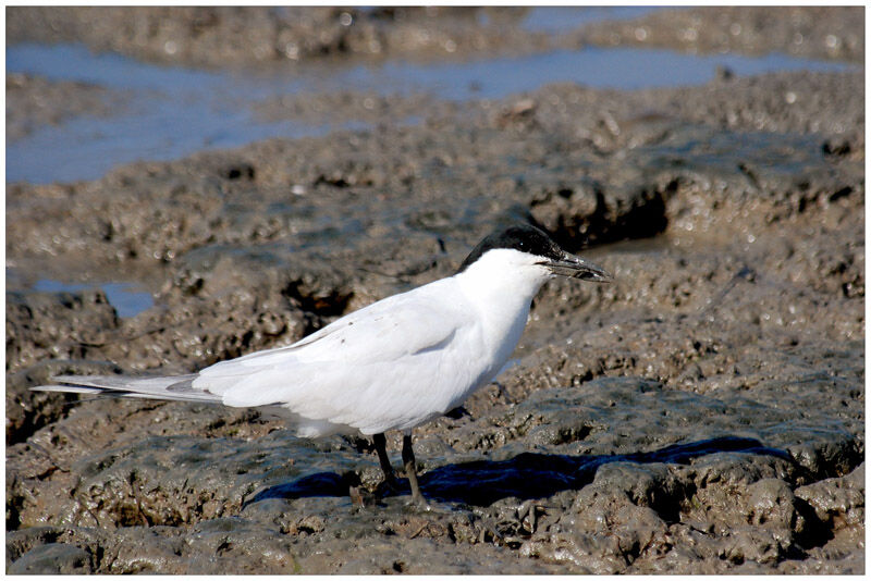 Australian Ternadult breeding, identification