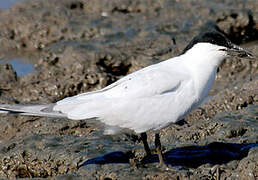 Australian Tern