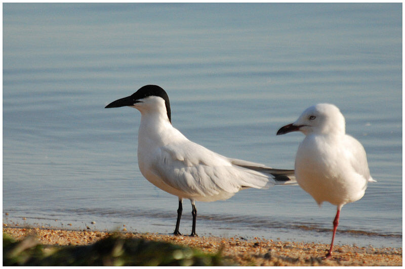 Australian Ternadult breeding, identification