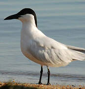 Australian Tern