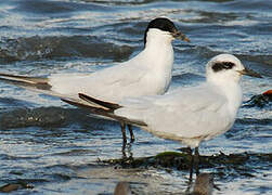 Australian Tern