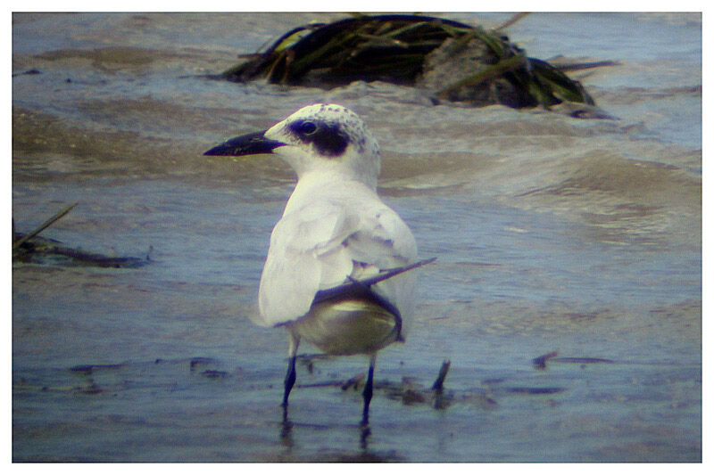 Australian Ternimmature