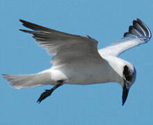 Australian Tern