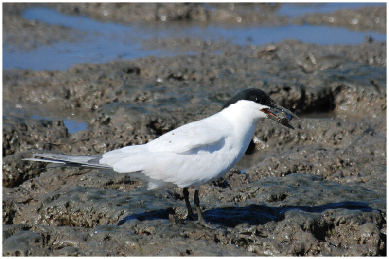 Australian Ternadult breeding