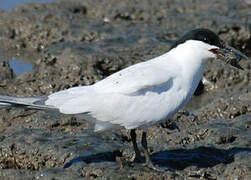 Australian Tern