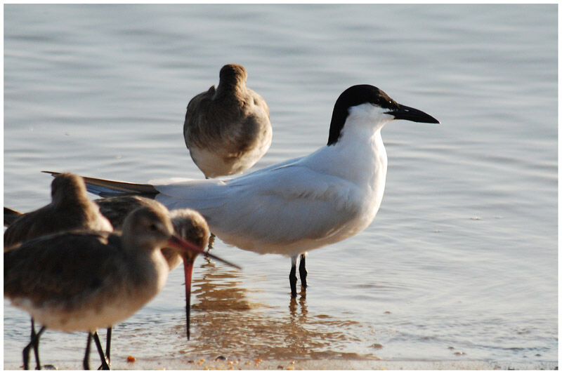 Australian Ternadult breeding