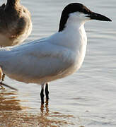 Australian Tern