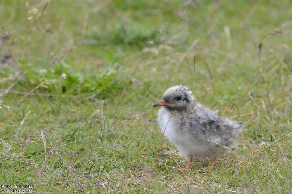 Arctic TernPoussin, identification