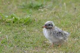 Arctic Tern