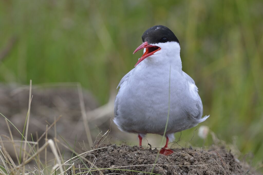 Arctic Ternadult breeding