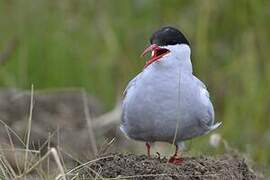 Arctic Tern