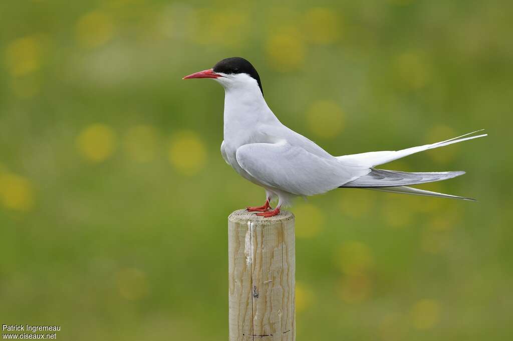 Arctic Ternadult breeding, identification