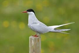 Arctic Tern