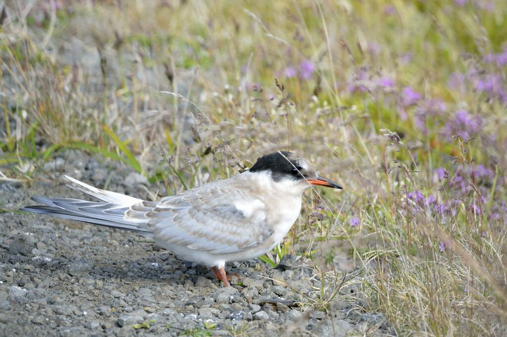 Arctic Ternjuvenile