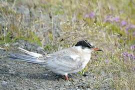 Arctic Tern