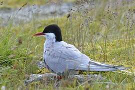 Arctic Tern