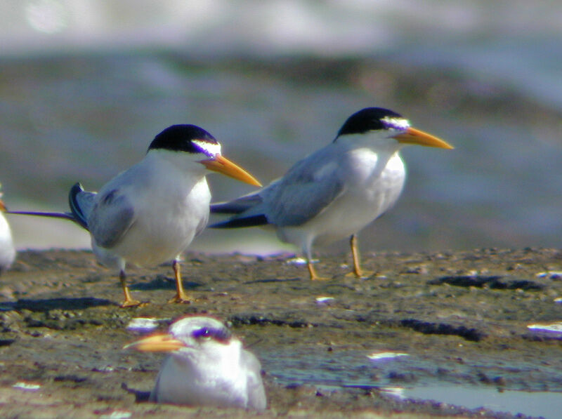 Yellow-billed Tern