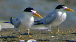 Yellow-billed Tern