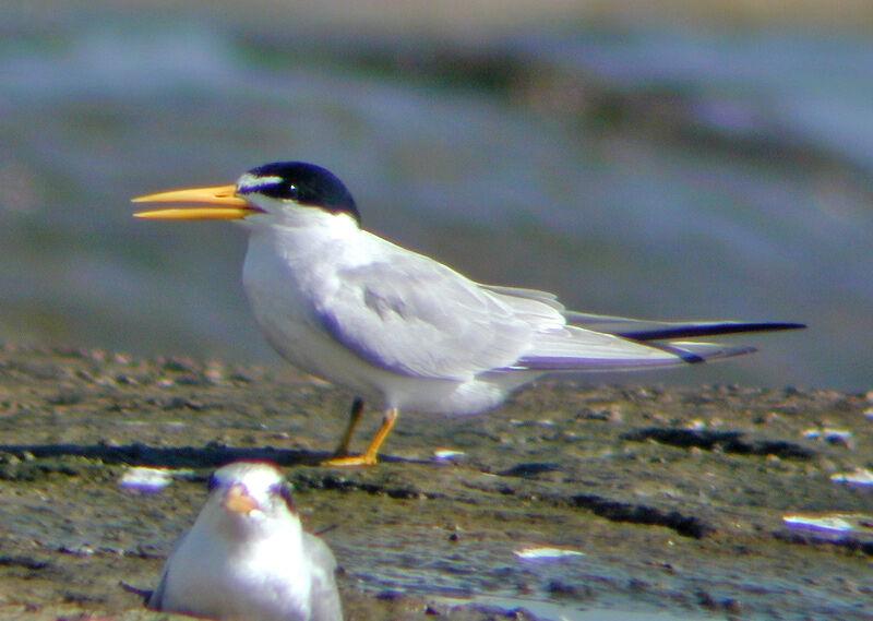 Yellow-billed Tern